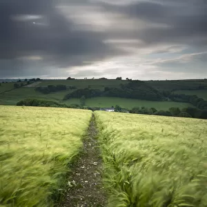 Footpath / track through a field of barley under stormy sky, near Plush, Dorset