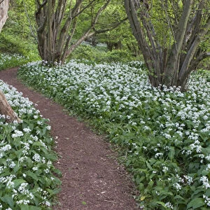 Footpath through Wild Garlic / Ramsons (Allium ursinum) carpeting deciduous woodland