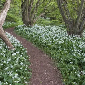Wild Garlic Carpet Footpath Print