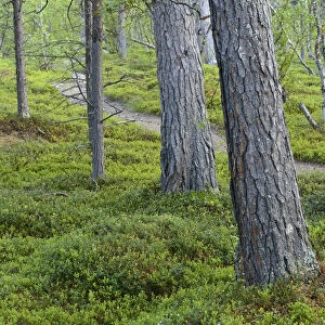 Footpath winding between Scots pine (Pinus sylvestris) trunks, old growth pine forest