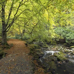 Tollymore Forest Park Footpath Print