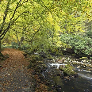 Footpath in woodland beside the Shimna River, Tollymore Forest Park, County Down