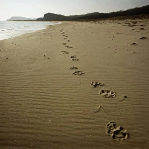 Footprints of an Amur / Siberian tiger (Panthera tigris altaica) in sand along the