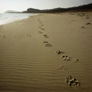 Footprints of an Amur / Siberian tiger (Panthera tigris altaica) in sand along the