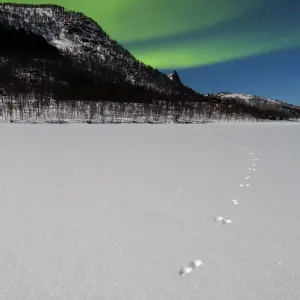 Arctic hare footprints with Northern lights print Arctic hare footprints with Northern lights print