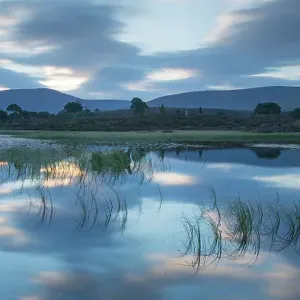 Forest lochan at dawn, Abernethy National Nature Reserve, Cairngorms National Park, Scotland, September 2014 Forest lochan at dawn, Abernethy National Nature Reserve, Cairngorms National Park, Scotland, September 2014