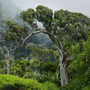 Forest with mist on the slopes of Mount Lidgbird