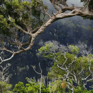 Forest with mist on the slopes of Mount Lidgbird