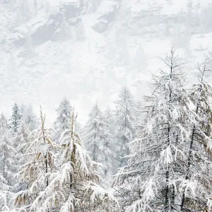 Forest on mountain sides covered in snow on a misty day. Gran Paradiso National Park