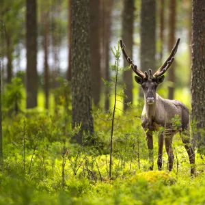 Forest reindeer, (Rangifer tarandus fennicus) in velvet, Viiksimo, Kuhmo region. Finland, July