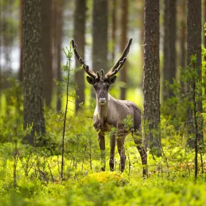 Forest Reindeer in Velvet Print, Finland