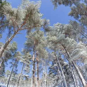 Print of Scots pine trees in heavy snow, Cairngorms National Park Print of Scots pine trees in heavy snow, Cairngorms National Park