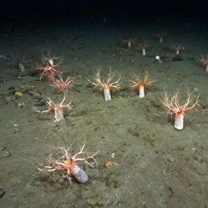 A forest of Sea cucumbers (Psolus phantapus) feeding, extended up out of the sediment