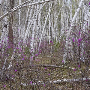 Forest on shore of Temnik river, in spring with Siberian Rhododendron (Rhododendron dauricum)