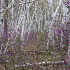 Siberian Rhododendron Forest Print Siberian Rhododendron Forest Print