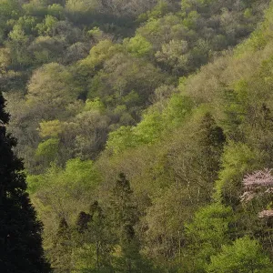 Forest, Tangjiahe National Nature Reserve, Qingchuan County, Sichuan province, China Forest, Tangjiahe National Nature Reserve, Qingchuan County, Sichuan province, China