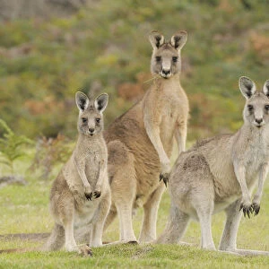 Forester kangaroo (Macropus giganteus tasmaniensis) family group, male, female and large joey