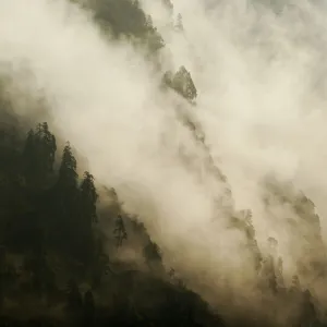 The forests of the Modi Khola river valley shrouded in fog. Annapurna Sanctuary, central Nepal