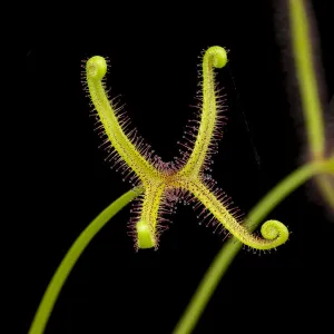 Fork-leaved sundew (Drosera bipinata) carnivorous plant, native to Australia