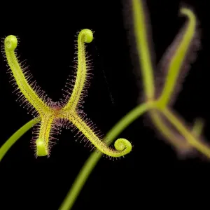 Fork-leaved sundew Print (Drosera bipinata) - Carnivorous Plant Fork-leaved sundew Print (Drosera bipinata) - Carnivorous Plant