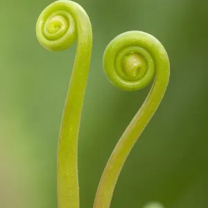 Fork-leaved sundew leaves unfolding in print