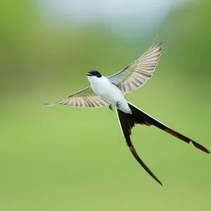 Fork-tailed Flycatcher Print, Brazil Fork-tailed Flycatcher Print, Brazil