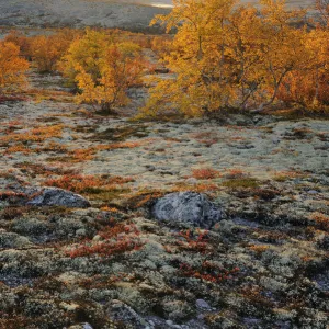 Forollhogna National Park in autumn with lichen and birch trees (Betula sp