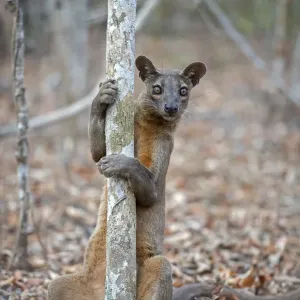 Fosa Print: Male Marking Territory on a Tree in Kirindy Forest, Madagascar Fosa Print: Male Marking Territory on a Tree in Kirindy Forest, Madagascar
