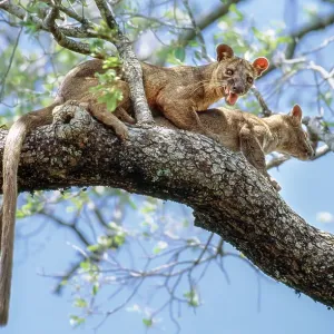 Par de Fosa (Cryptoprocta ferox), apareamiento en la copa del bosque, Parque Nacional Zombitse-Vohibasia, suroeste central de Madagascar. Par de Fosa (Cryptoprocta ferox), apareamiento en la copa del bosque, Parque Nacional Zombitse-Vohibasia, suroeste central de Madagascar.