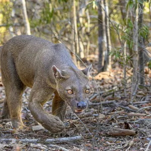 Fosa or Fossa (Cryptoprocta ferox)(sometimes erroneously fossa