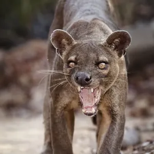 Fosa Print: Male Fossa in Snarling Posture, Kirindy Forest Fosa Print: Male Fossa in Snarling Posture, Kirindy Forest