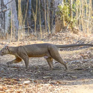 Fossa Print: Male Walking in Dry Deciduous Forest Fossa Print: Male Walking in Dry Deciduous Forest