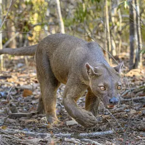 La fosa o fossa (Cryptoprocta ferox) (a veces erróneamente llamada fossa). La fosa o fossa (Cryptoprocta ferox) (a veces erróneamente llamada fossa).