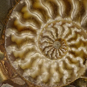 Fossil ammonite, Cleoniceras spp. from upper early cretaceous period, Albian stage