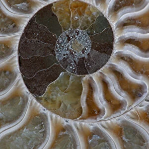 Fossil Ammonite, cross-section, Cleoniceras sp. from Upper Early Cretaceous period