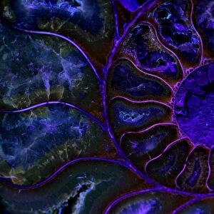 Fossil ammonite viewed under UV light, Cleoniceras spp. from upper early cretaceous period