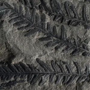 Feuilles fossiles de fougères à graines, une sorte de plante éteinte, falaises fossilifères de Joggins UNESCO. Feuilles fossiles de fougères à graines, une sorte de plante éteinte, falaises fossilifères de Joggins UNESCO.