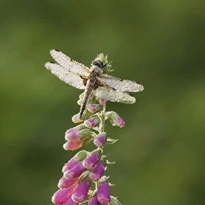 Four-spotted chaser dragonfly (Libellula quadrimaculata) on Foxglove flowers, Westhay SWT reserve