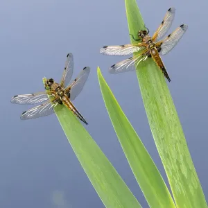 Libélula de chasador cuadrilobulada (Libellula quadrimaculata), dos descansando en cañas. Libélula de chasador cuadrilobulada (Libellula quadrimaculata), dos descansando en cañas.