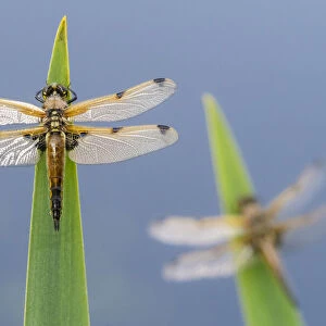 Four-spotted chaser (Libellula quadrimaculata) dragonflies resting on backlit reeds close