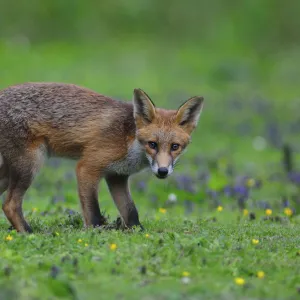 Fox cub (Vulpes vulpes) in late summer. Dorset, UK, August