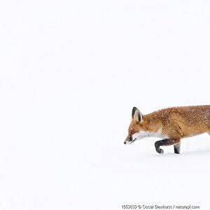Fox (Vulpes vulpes) in snow, Londong, England, UK, January