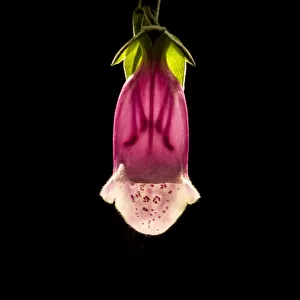 Foxglove (Digitalis purpurea) flower, backlit with stamens and style visible through corolla