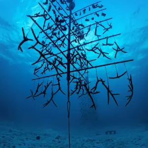 Fragments of elkhorn coral (Acropora palmata) and staghorn coral: Acropora cervicornisgrowing Fragments of elkhorn coral (Acropora palmata) and staghorn coral: Acropora cervicornisgrowing