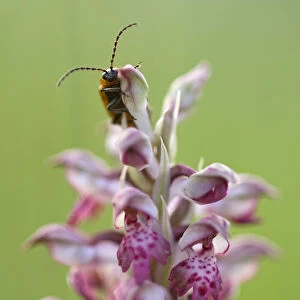Fragrant Bug orchid (Anacamptis / Orchis coriophora fragrans) in flower with an insect on it