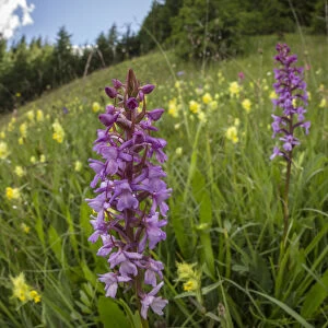 Fragrant Orchid (Gymnadenia conopsea) and Yellow Rattle (Rhinanthus sp