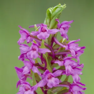 Fragrant Orchid (Gymnadenia conopsea) flowering, RSPB Insh Marshes, Cairngorms National Park, Scotland, UK. June