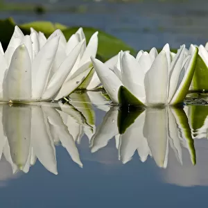 Fragrant water lily (Nymphaea odorata) flowers on Lake Skadar, Lake Skadar National Park
