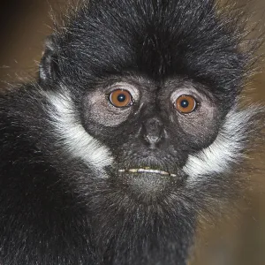 Francois Langur (Trachypithecus francoisi) captive from Southern China and NE Vietnam