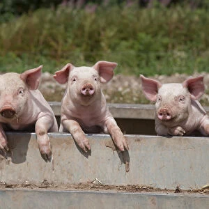 Free range Domestic pig (Sus scrofa domesticus) three piglets in wallow bath, UK